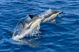 FUENGIROLA SEA TRIPS