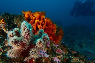 Aluguer de Kayak para 2 | Anthia Diving Center, Sesimbra (Setúbal)