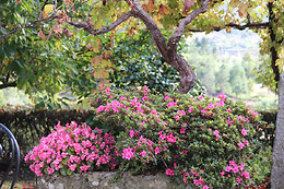 Quinta de Canhões