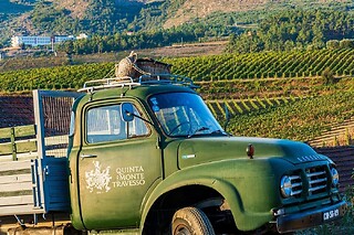 Visita à Adega e Vinha + Prova de 3 vinhos Reserva para 4 | Quinta do Monte Travesso (Tabuaço, Viseu)