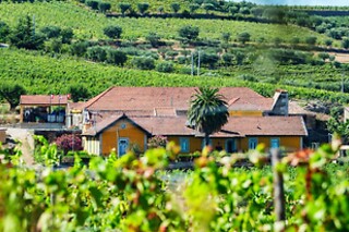 Visita à Adega e Vinha + Prova de 3 vinhos Reserva para 4 | Quinta do Monte Travesso (Tabuaço, Viseu)
