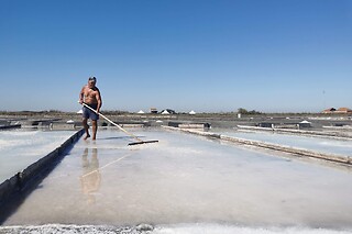 Visita guiada às salinas de Aveiro para 2 adultos + 1 criança | Aveiro com Paixão