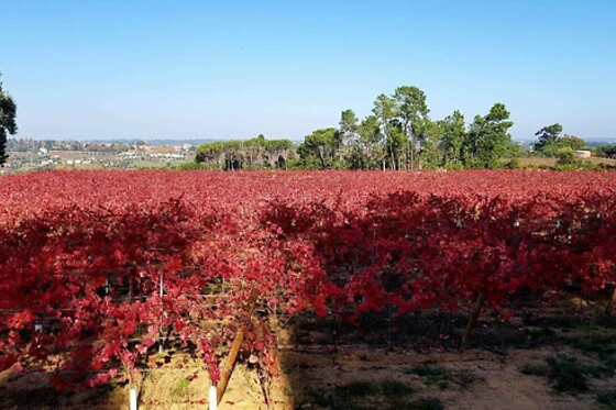 Quinta do Sobral Santar - photo 0