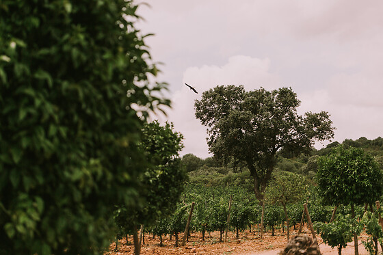 BODEGA VALDEALTO - photo 3