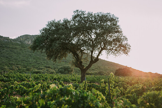 BODEGA VALDEALTO - photo 4