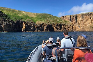 Experiência de natação com golfinhos para 1 | OceanEmotion (Angra do Heroismo, Ilha Terceira)