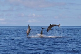 OceanEmotion