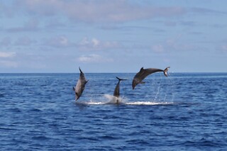 Experiência de natação com golfinhos para 1 | OceanEmotion (Angra do Heroismo, Ilha Terceira)