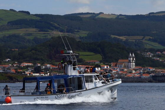 Observação de baleias e golfinhos para 1 | OceanEmotion (Angra do Heroismo, Ilha Terceira)