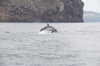 Observação de baleias e golfinhos para 1 | OceanEmotion (Angra do Heroismo, Ilha Terceira)