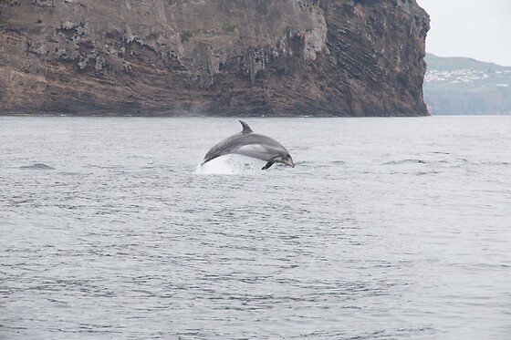 Observação de baleias e golfinhos para 1 | OceanEmotion (Angra do Heroismo, Ilha Terceira)
