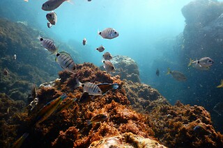 Snorkeling + Ilhéus Das Cabras + Natação com Golfinhos para 1 | OceanEmotion (Angra do Heroismo, Ilha Terceira)