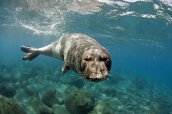 Passeio de Barco para Observação de Golfinhos e Baleias para 2 | Azul Diving Madeira