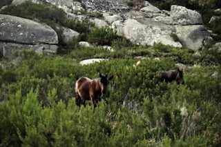 Estadia familiar com pequeno-almoço no Gerês | Hotel Castrum Villae - Castro Laboreiro