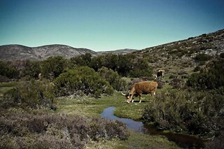 Estadia familiar com pequeno-almoço no Gerês | Hotel Castrum Villae - Castro Laboreiro