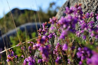 Estadia familiar com pequeno-almoço no Gerês | Hotel Castrum Villae - Castro Laboreiro