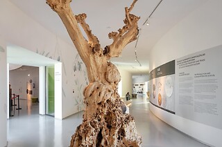 Três bilhetes para entrada no Museu do Azeite | Museu do Azeite (Oliveira do Hospital)