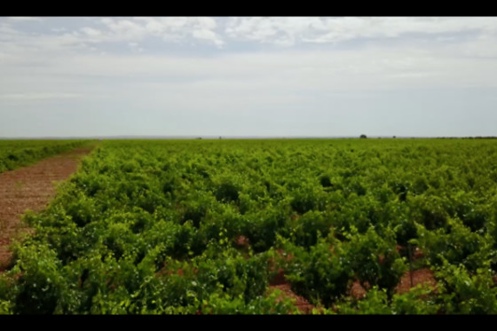 VILE LA FINCA - photo 5