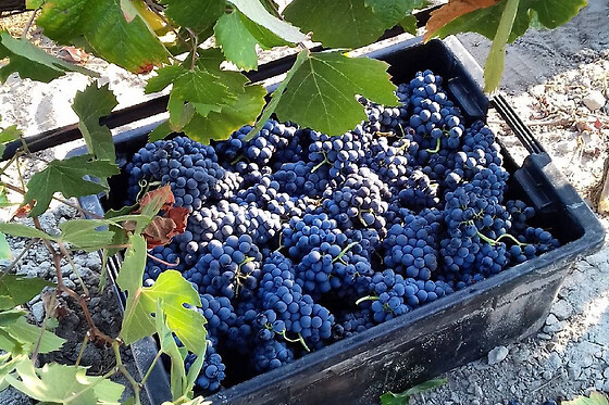 Visita à Adega com Prova de vinho 