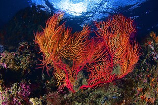 Batismo de mergulho | Para 1 - 4h | Cipreia Dive Club - Porto Santo (Madeira)