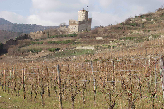 Domaine André Blanck et ses fils - photo 4