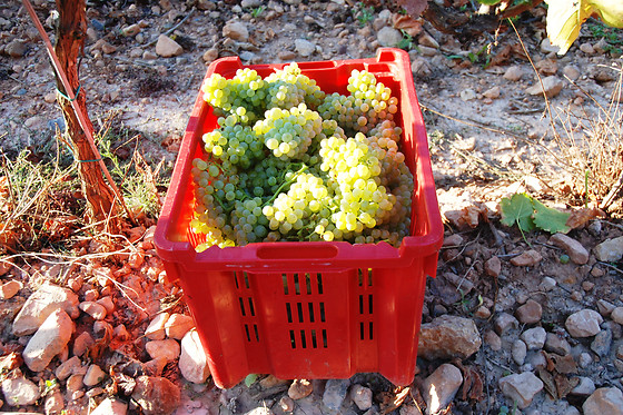 CELLER JOSEP FORASTER - photo 2