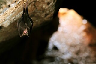 Espeleologia no Arouca Geopark para 2 | NaTour Way