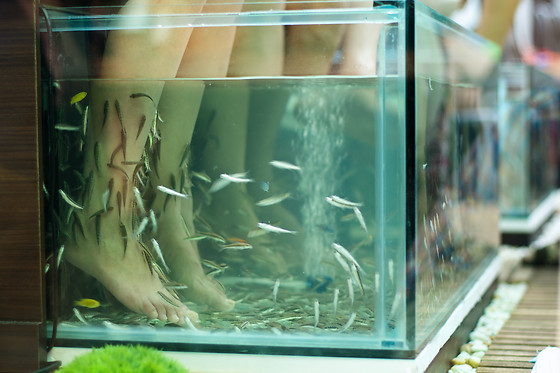 Fish dels Peus - photo 1