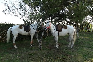 Experiência Equestre: Batismo a Cavalo para 1 | Coudelaria Rita Cotrim, Golegã (Santarém)