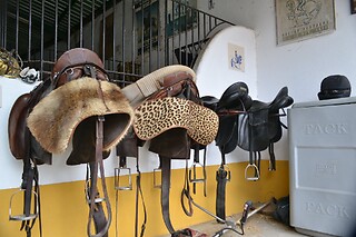Experiência Equestre: Batismo a Cavalo para 1 | Coudelaria Rita Cotrim, Golegã (Santarém)