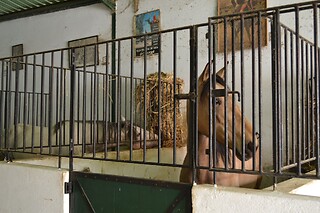 Experiência Equestre: Batismo a Cavalo para 1 | Coudelaria Rita Cotrim, Golegã (Santarém)