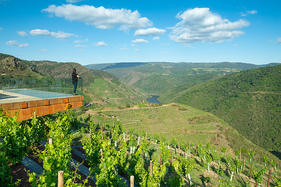 BODEGAS REGINA VIARUM - photo 0