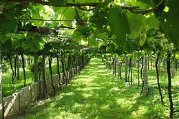 ASOC. CULT. MULLERES DO MAR DE CAMBADOS GUIMATUR (GUIMATUR)