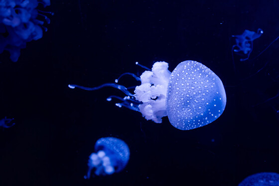 Oceanário de Lisboa - 2 bilhetes
