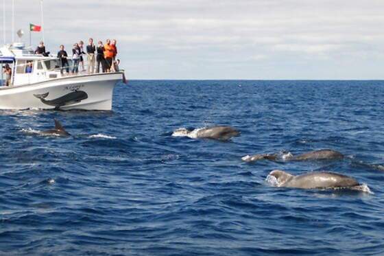Experiência de natação com golfinhos para 1 | OceanEmotion (Angra do Heroismo, Ilha Terceira)
