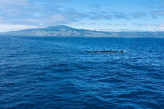 Experiência de natação com golfinhos para 1 | OceanEmotion (Angra do Heroismo, Ilha Terceira)