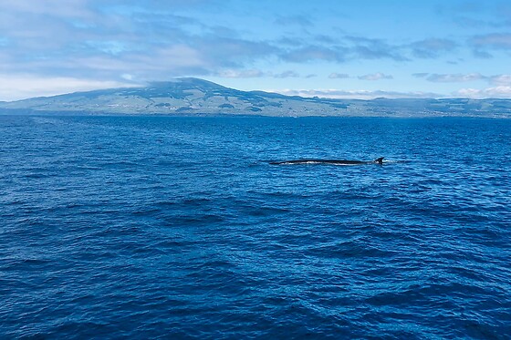 Experiência de natação com golfinhos para 1 | OceanEmotion (Angra do Heroismo, Ilha Terceira)