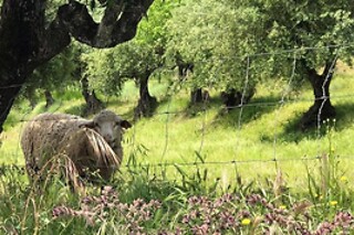 Visita Guiada ao Lagar com Prova de azeites para 2 | Lagar Museu Melara Picado Nunes (Marvão, Portalegre)