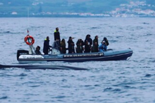 Experiência de natação com golfinhos para 1 | OceanEmotion (Angra do Heroismo, Ilha Terceira)