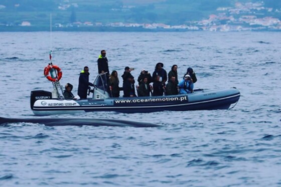 Experiência de natação com golfinhos para 1 | OceanEmotion (Angra do Heroismo, Ilha Terceira)