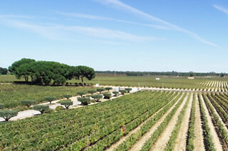 Visita Prestige com prova de 7 vinhos acompanhada de tábua de queijos e enchidos para 2 | Filipe Palhoça Vinhos (Palmela, Setúbal)