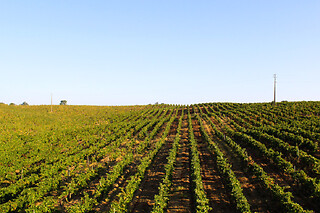 Prova Terroir: Visita à Adega + Prova de 3 Vinhos com snacks para 1 | Casa Relvas (Évora)