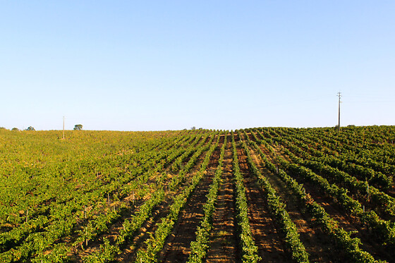 Prova Terroir: Visita à Adega + Prova de 3 Vinhos com snacks para 1 | Casa Relvas (Évora)
