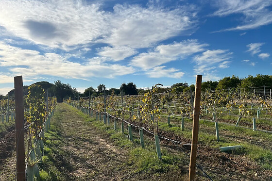 Piquenique na Vinha para 2 | Vinhas de Nexe (Santa Bárbara de Nexe, Faro)