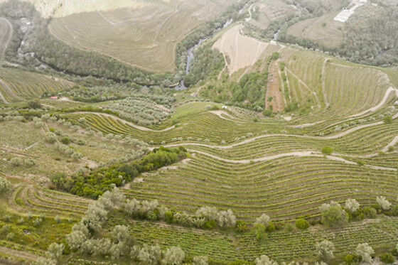Piquenique na Vinha para 2 | Vinhas de Nexe (Santa Bárbara de Nexe, Faro)