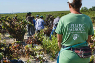 Tour da Invejosa: Prova de Vinhos acompanhada de tábua de queijos para 2 | Filipe Palhoça Vinhos (Palmela, Setúbal)