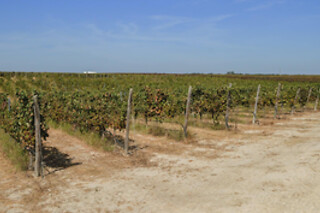 Tour da Invejosa: Prova de Vinhos acompanhada de tábua de queijos para 2 | Filipe Palhoça Vinhos (Palmela, Setúbal)