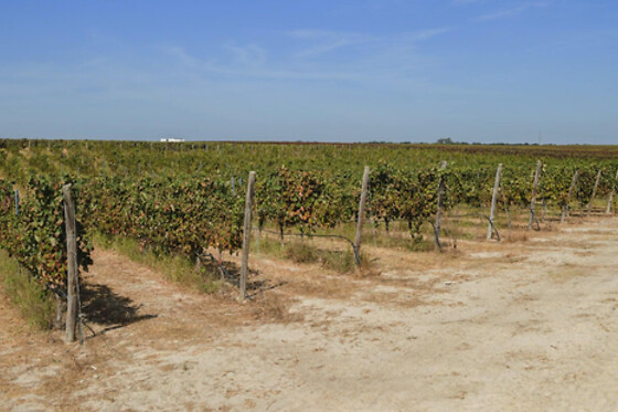 Tour da Invejosa: Prova de Vinhos acompanhada de tábua de queijos para 2 | Filipe Palhoça Vinhos (Palmela, Setúbal)