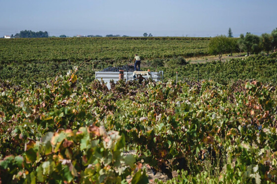 Tour da Invejosa: Prova de Vinhos acompanhada de tábua de queijos para 2 | Filipe Palhoça Vinhos (Palmela, Setúbal)