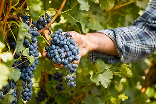 Visita guiada às instalações com prova de Alvarinho QM e degustação do queijo para 2 | Quintas de Melgaço, Agricultura e Turismo em Melgaço